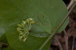 Roundleaf greenbrier